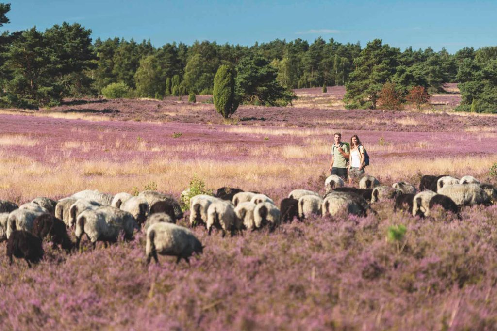 Lüneburger Heide är ett fantastiskt vandringsområde som är som vackrast på sensommaren när ljungen blommar. FOTO: Lüneburger Heide GmbH/ Dominik Ketz