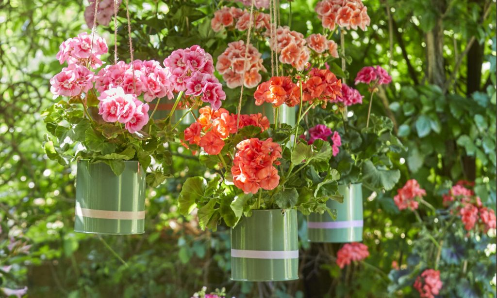 Pelargoner är tåliga solälskare som blommar oavbrutet hela sommaren. Det finns en favorit för alla – blodröd eller romantiskt rosa. Ge näring och plocka bort vissna blommor så belönar den dig rikligt. Låt den torka upp lätt mellan vattningarna – den ska absolut inte stå i vatten.