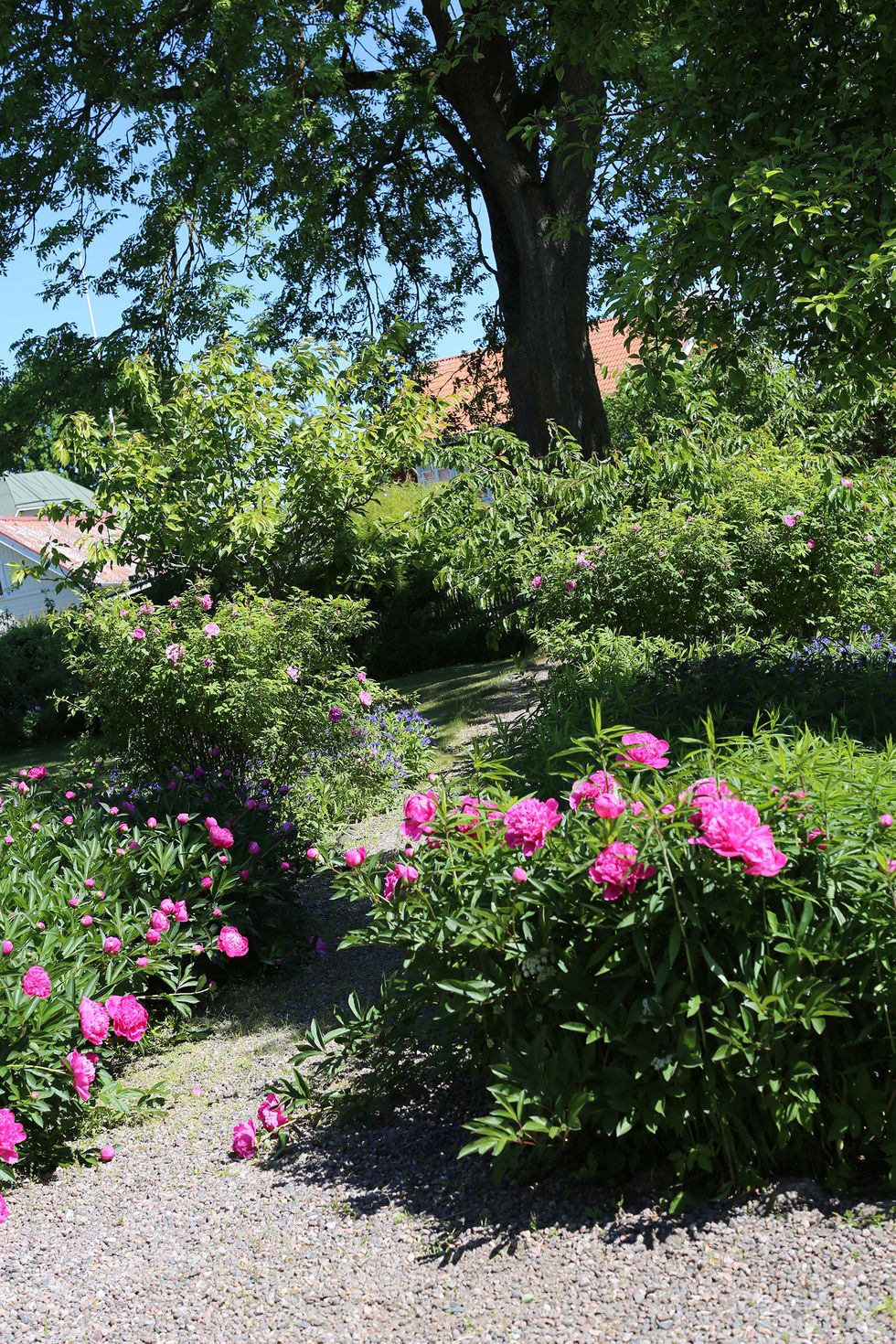 Passion för pioner – besök i idylliska Gottfrid Larssongården