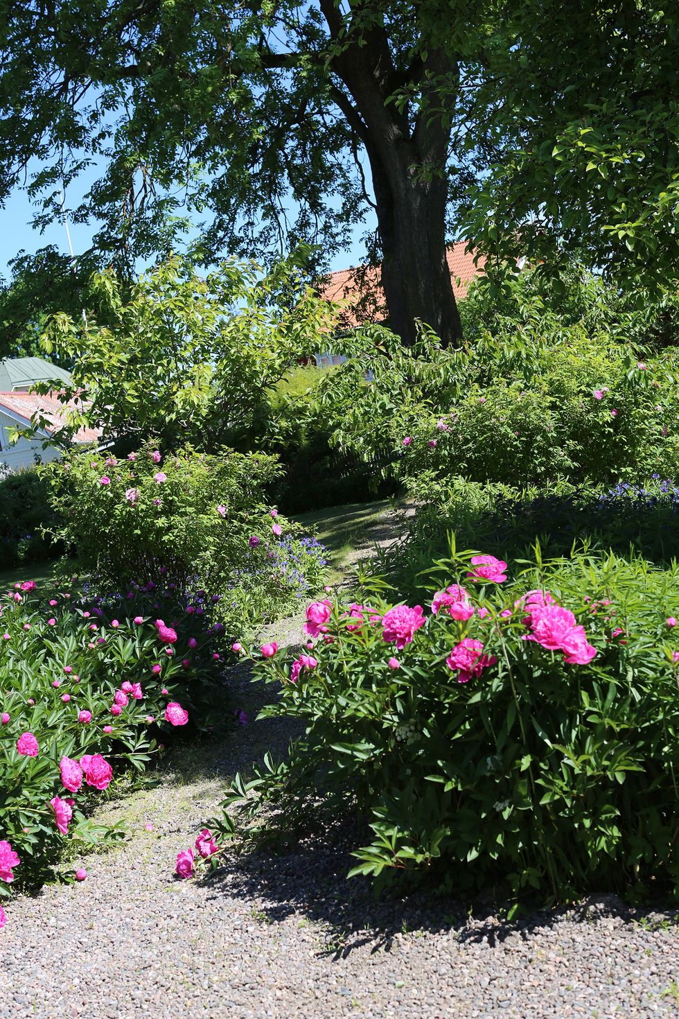 Passion för pioner – besök i idylliska Gottfrid Larssongården