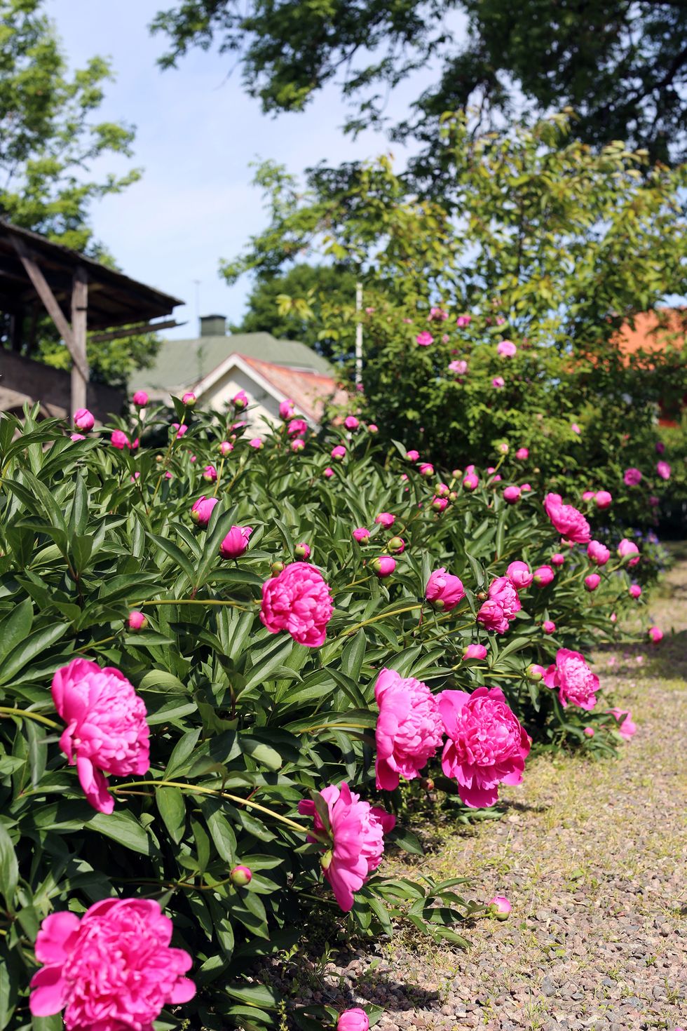 Passion för pioner – besök i idylliska Gottfrid Larssongården