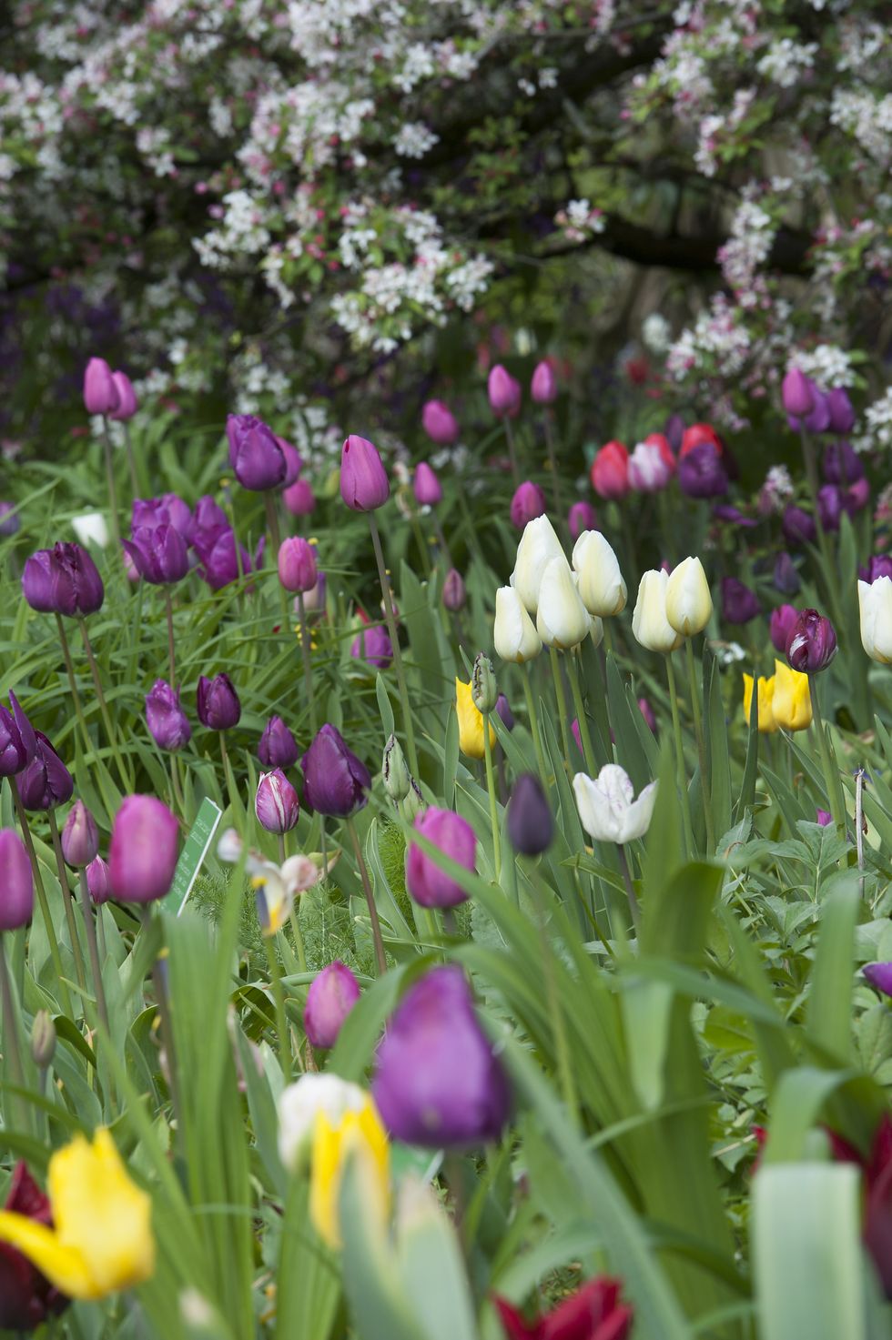 8 vanliga frågor om att sätta blomsterlökar – här får du svar