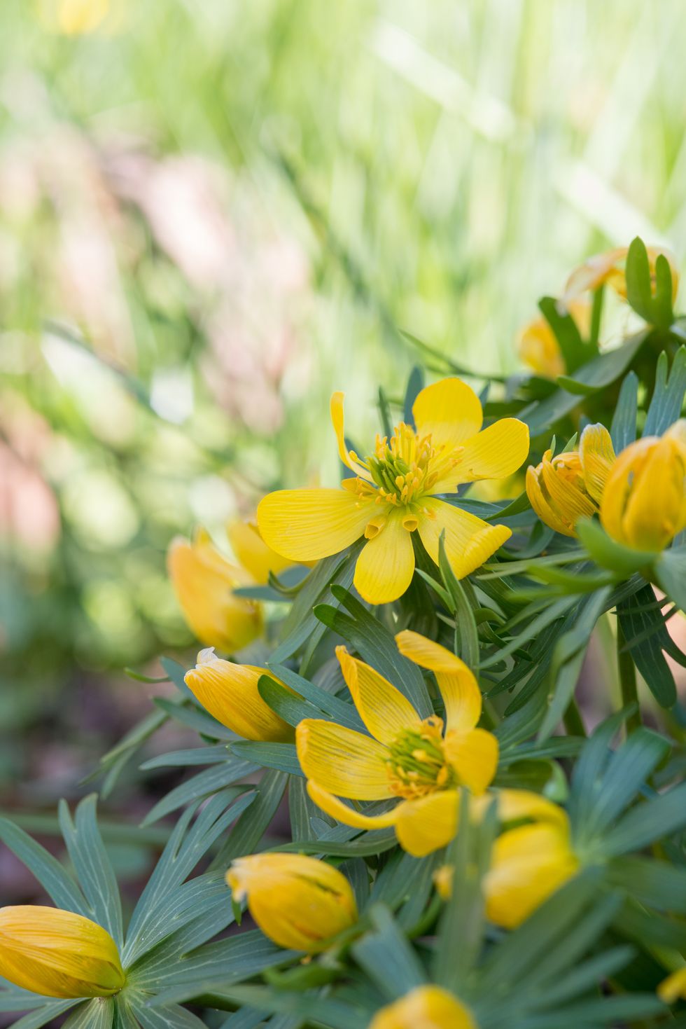 8 vanliga frågor om att sätta blomsterlökar – här får du svar