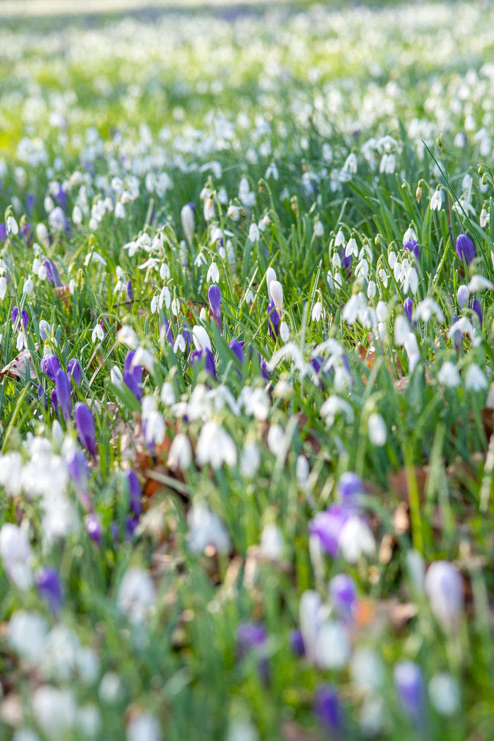 8 vanliga frågor om att sätta blomsterlökar – här får du svar