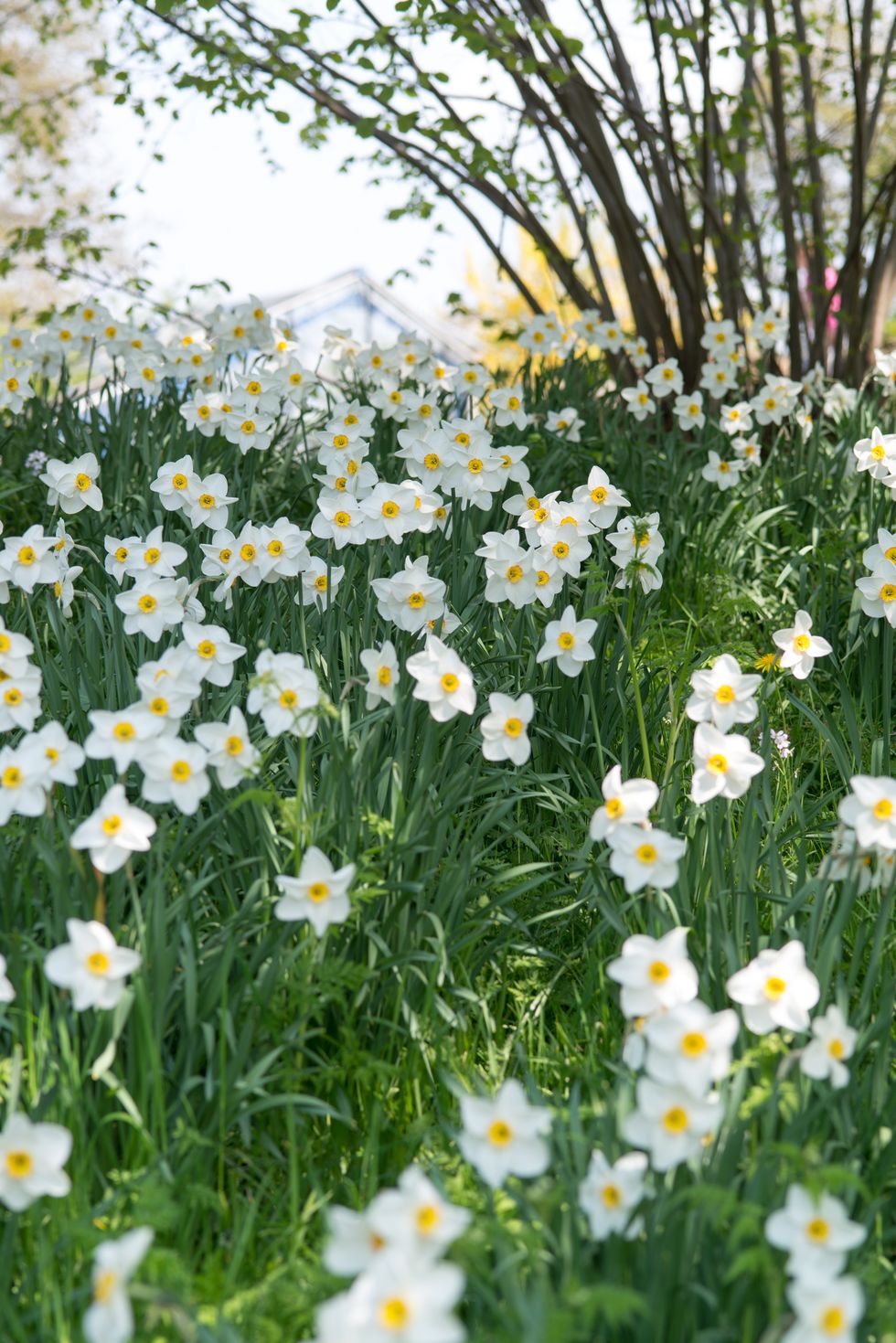 8 vanliga frågor om att sätta blomsterlökar – här får du svar