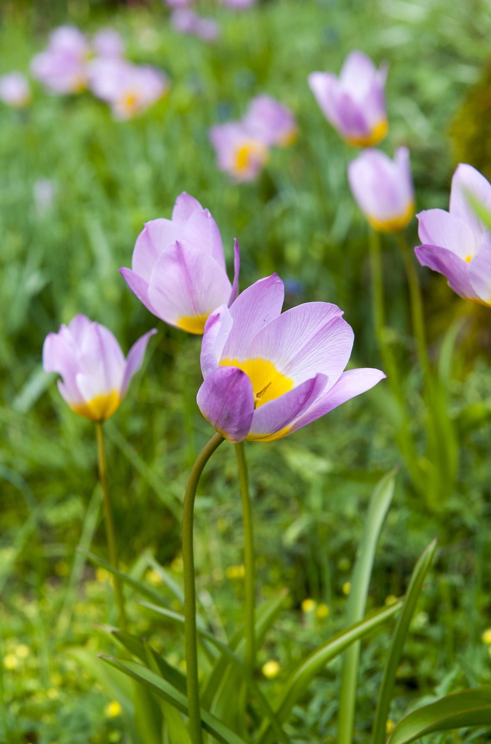 8 vanliga frågor om att sätta blomsterlökar – här får du svar