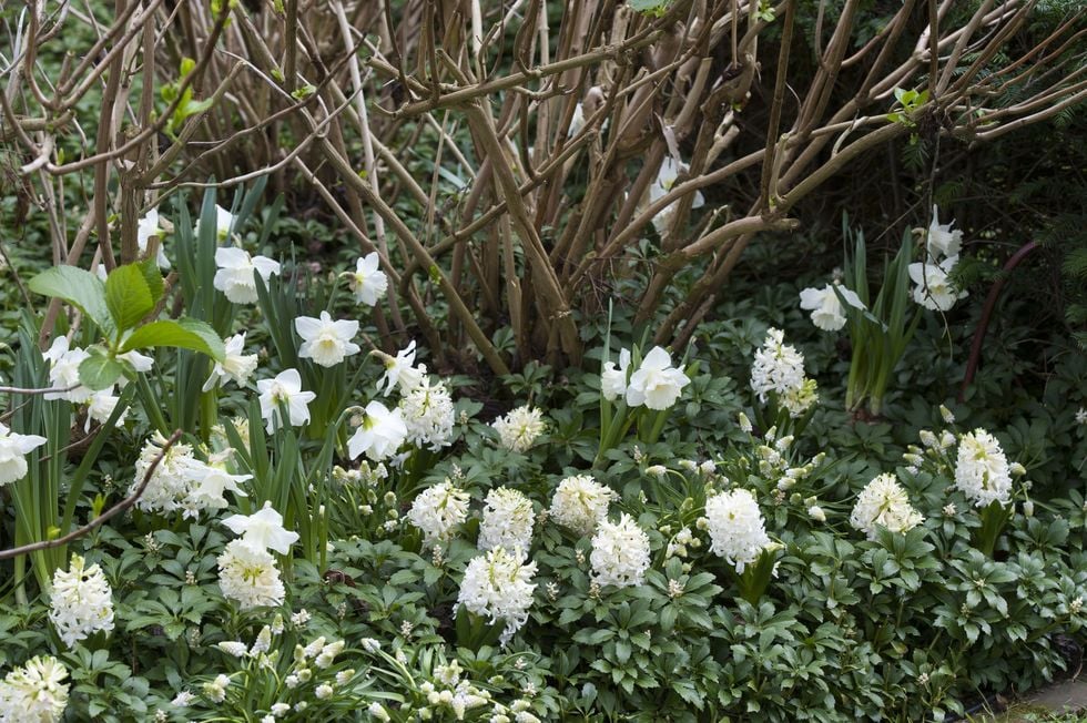 8 vanliga frågor om att sätta blomsterlökar – här får du svar