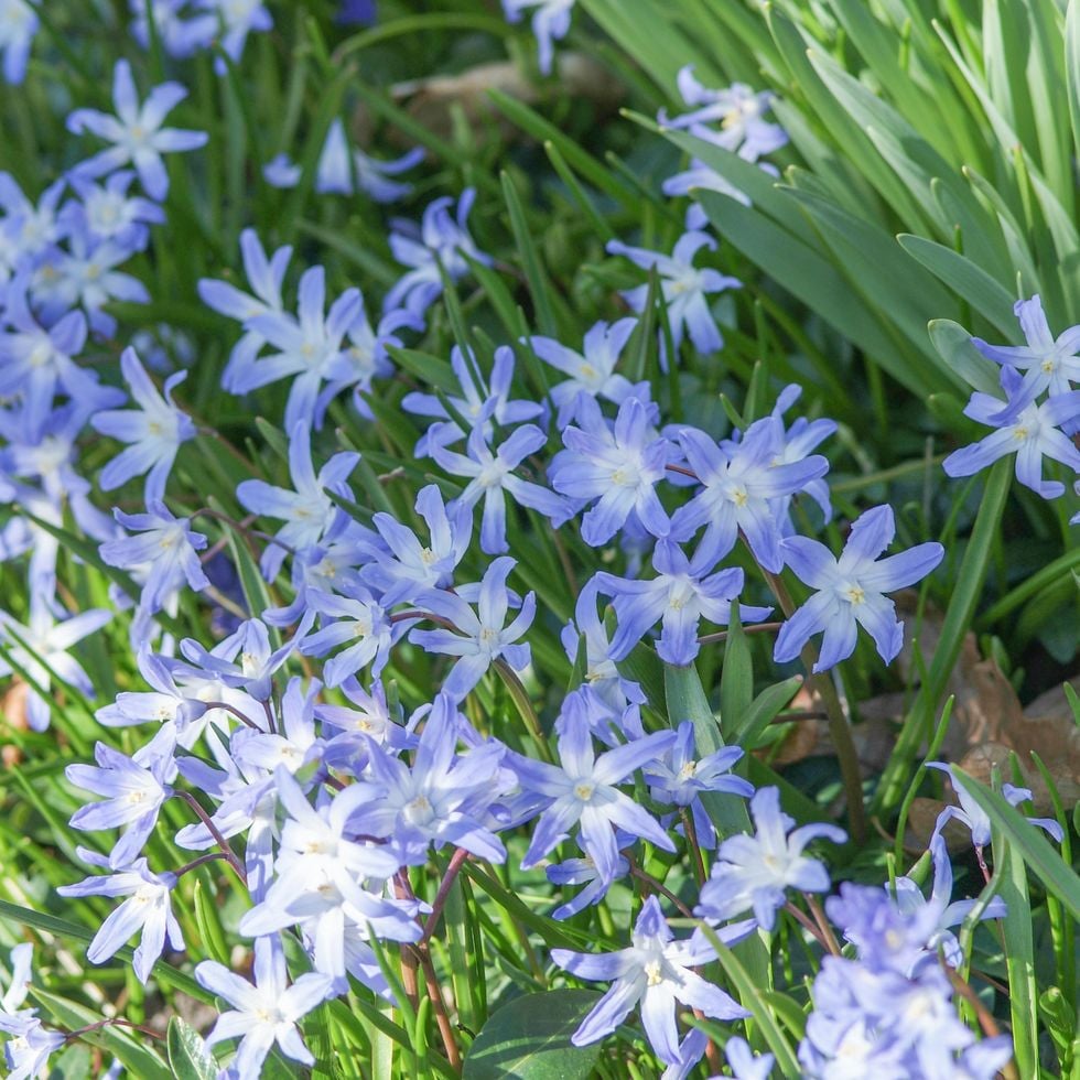 8 vanliga frågor om att sätta blomsterlökar – här får du svar