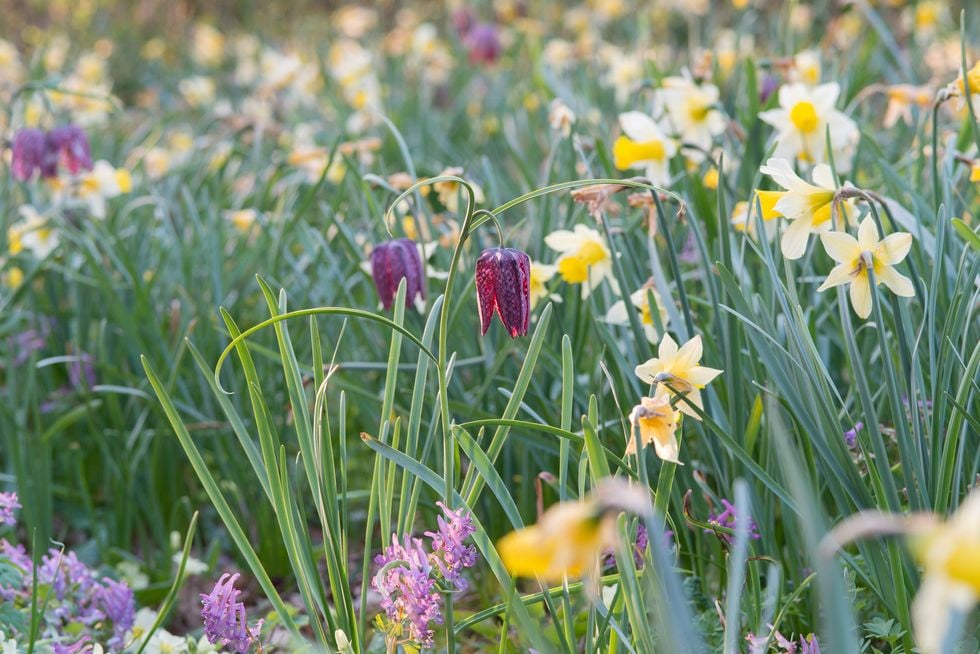 8 vanliga frågor om att sätta blomsterlökar – här får du svar