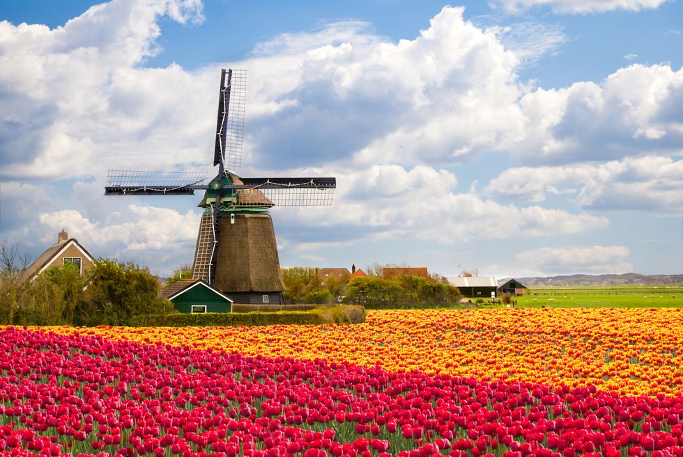 Möt våren i blomstrande Amsterdam