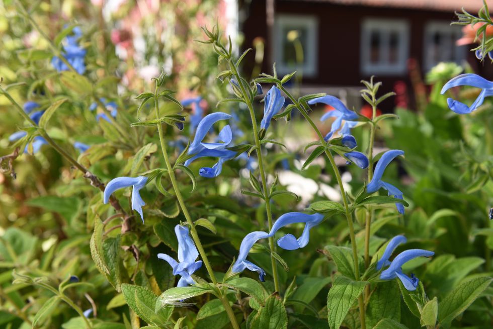 16 nya fröer att så i vår