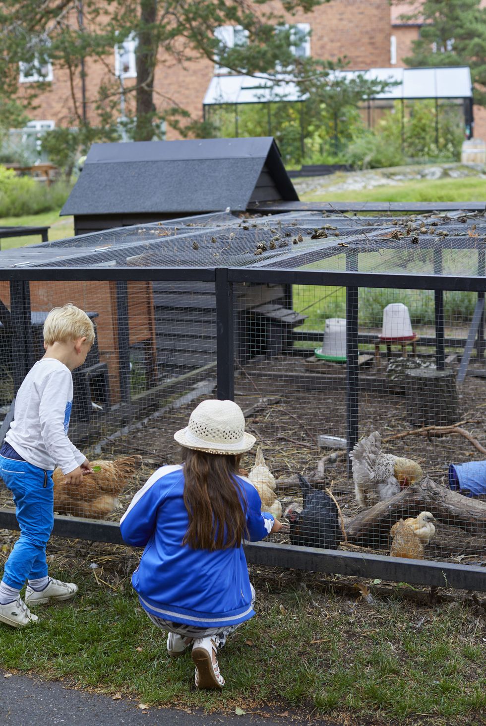 Börja med höns i trädgården – vår experts bästa råd