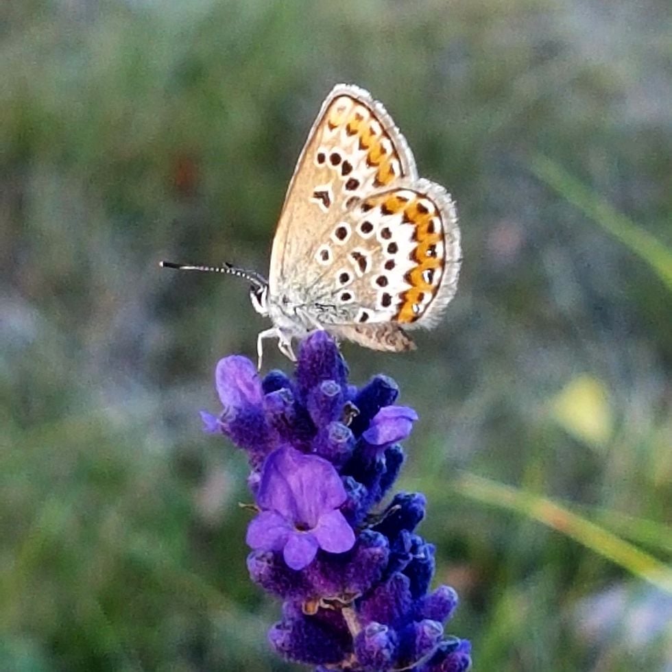 Ta bättre bilder med mobilen – proffsfotografens 8 bästa tips