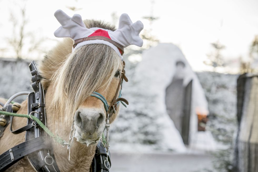 Stor guide – här är Sveriges bästa julmarknader