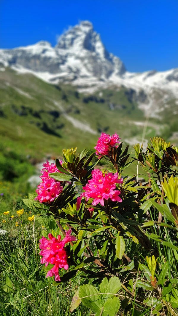 Vandra i Cervinia