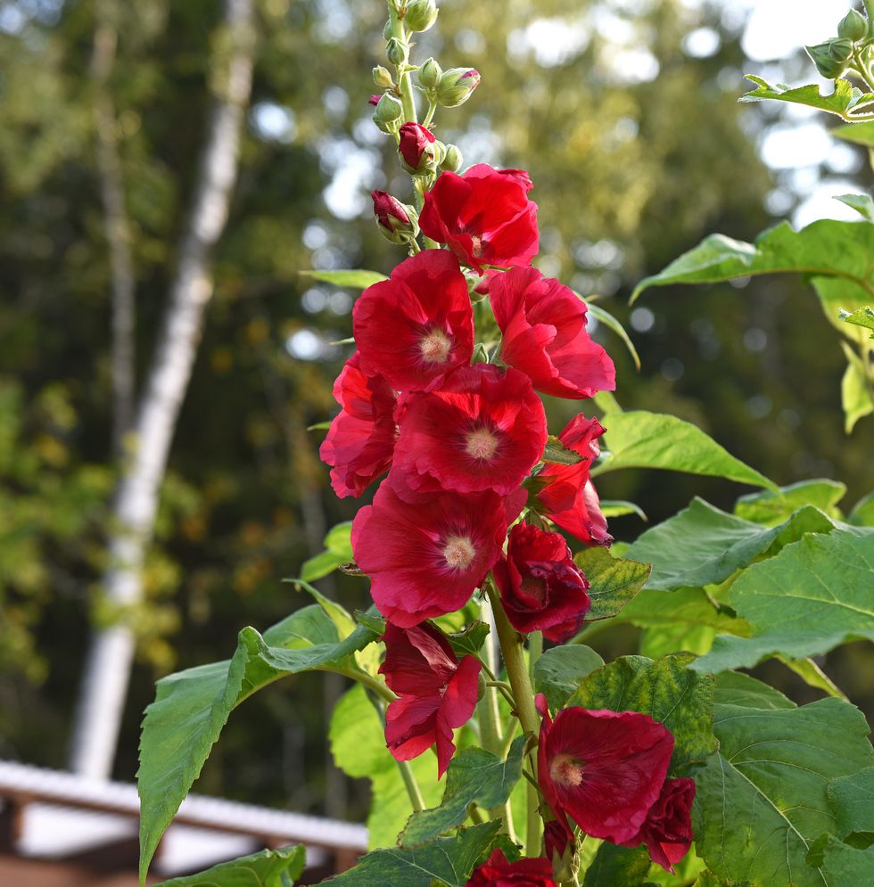 14 nya fröer vi vill plantera i trädgården i vår