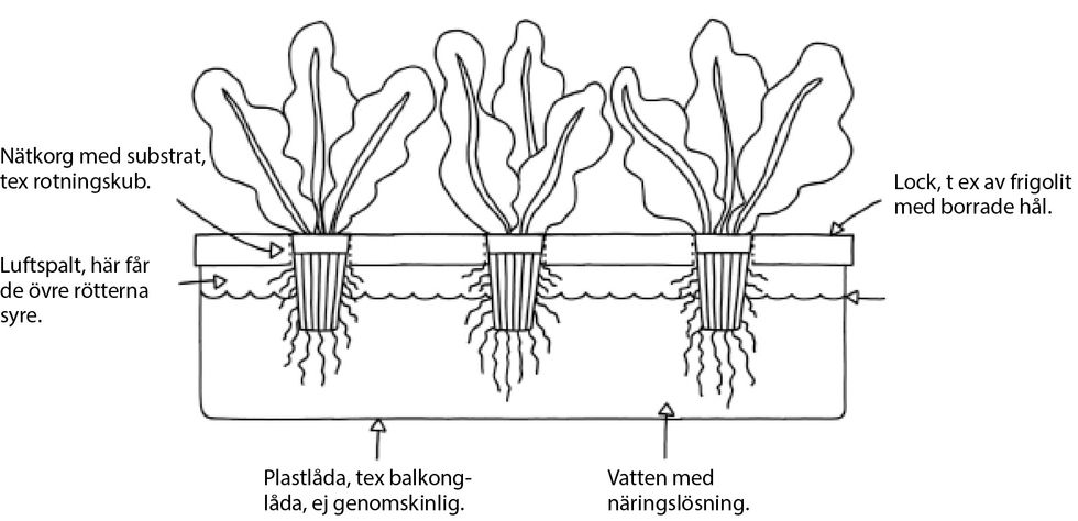 Odla utan jord  – skörda året om