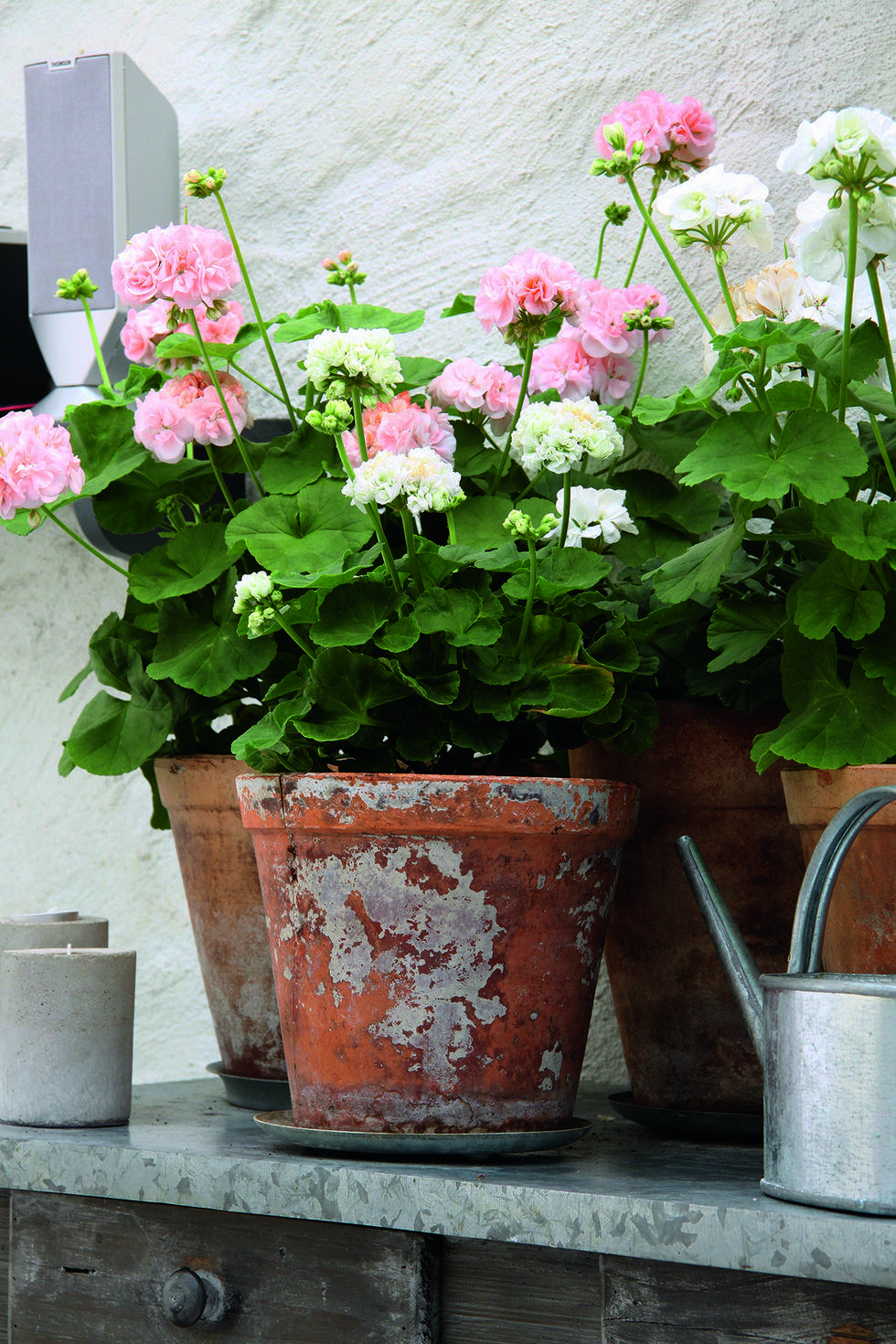 Pelargonlycka – 10 fantastiska favoriter