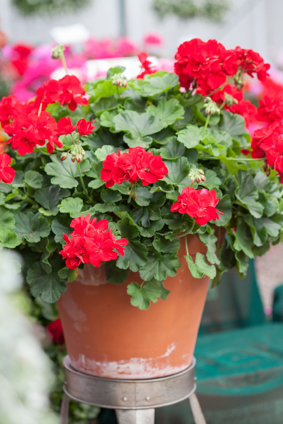 Pelargonlycka – 10 fantastiska favoriter