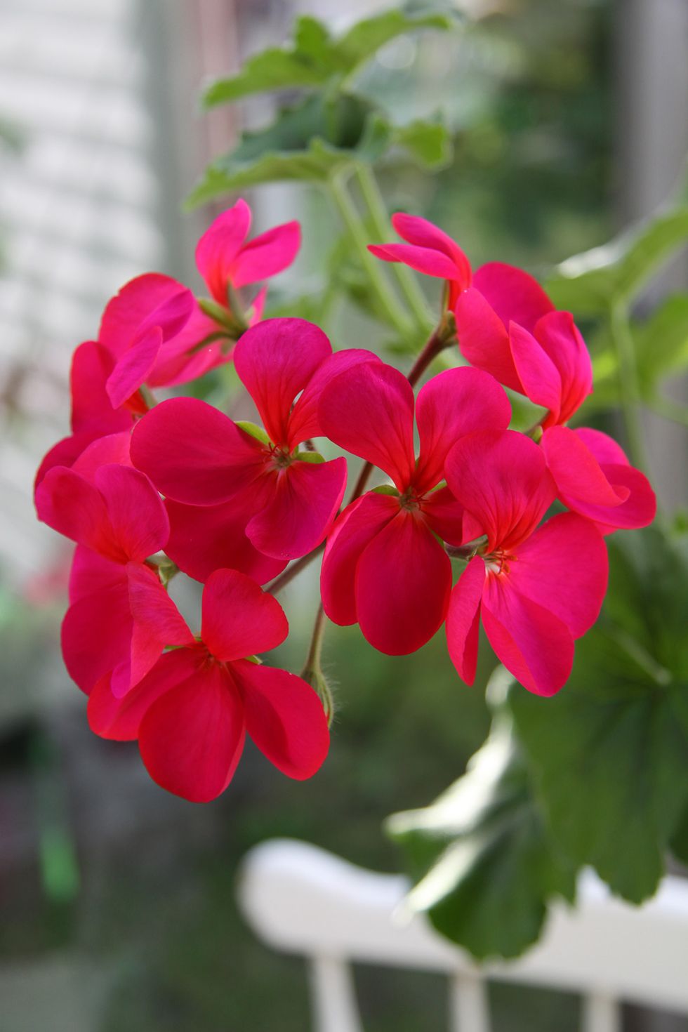 Pelargonlycka – 10 fantastiska favoriter