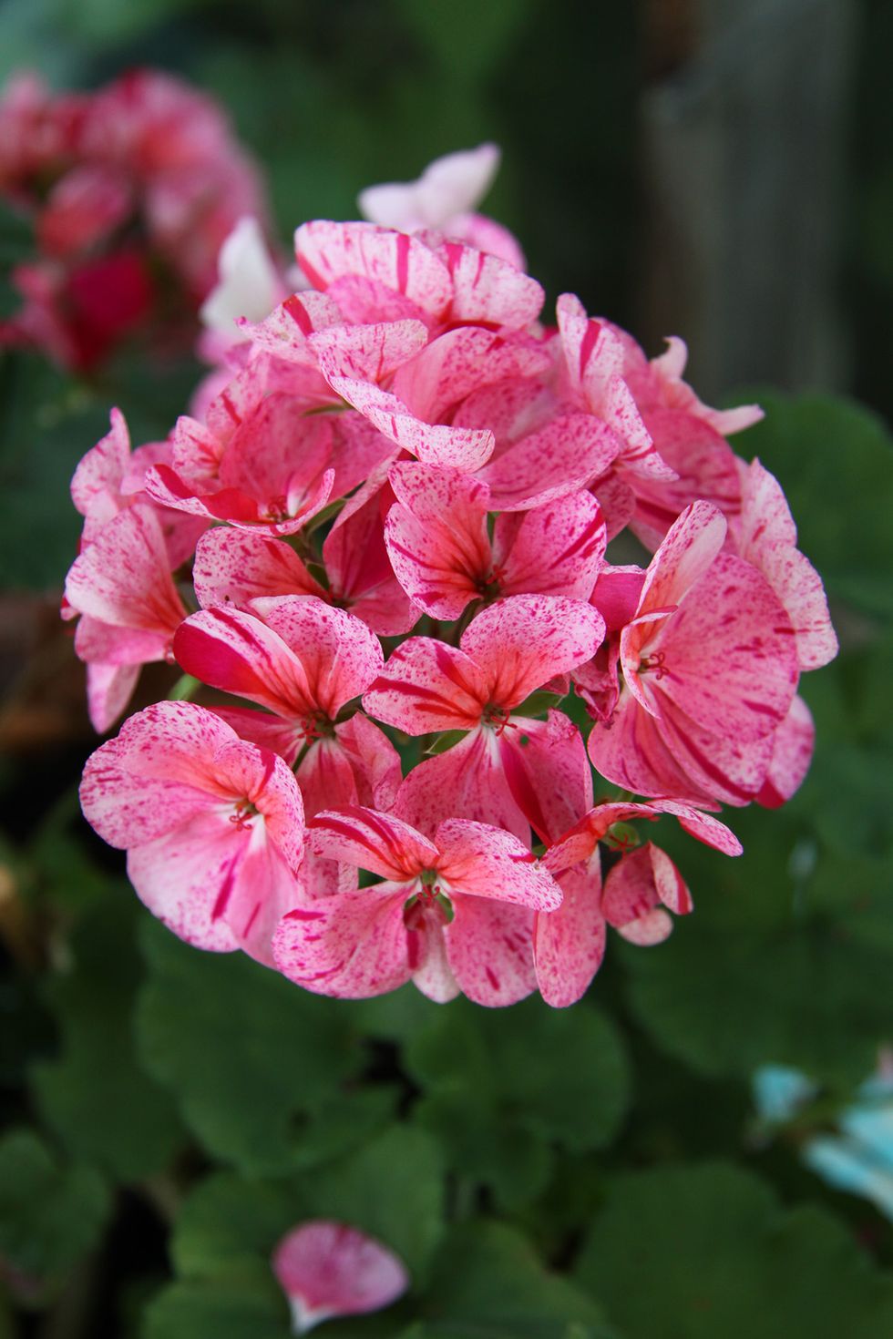 Pelargonlycka – 10 fantastiska favoriter