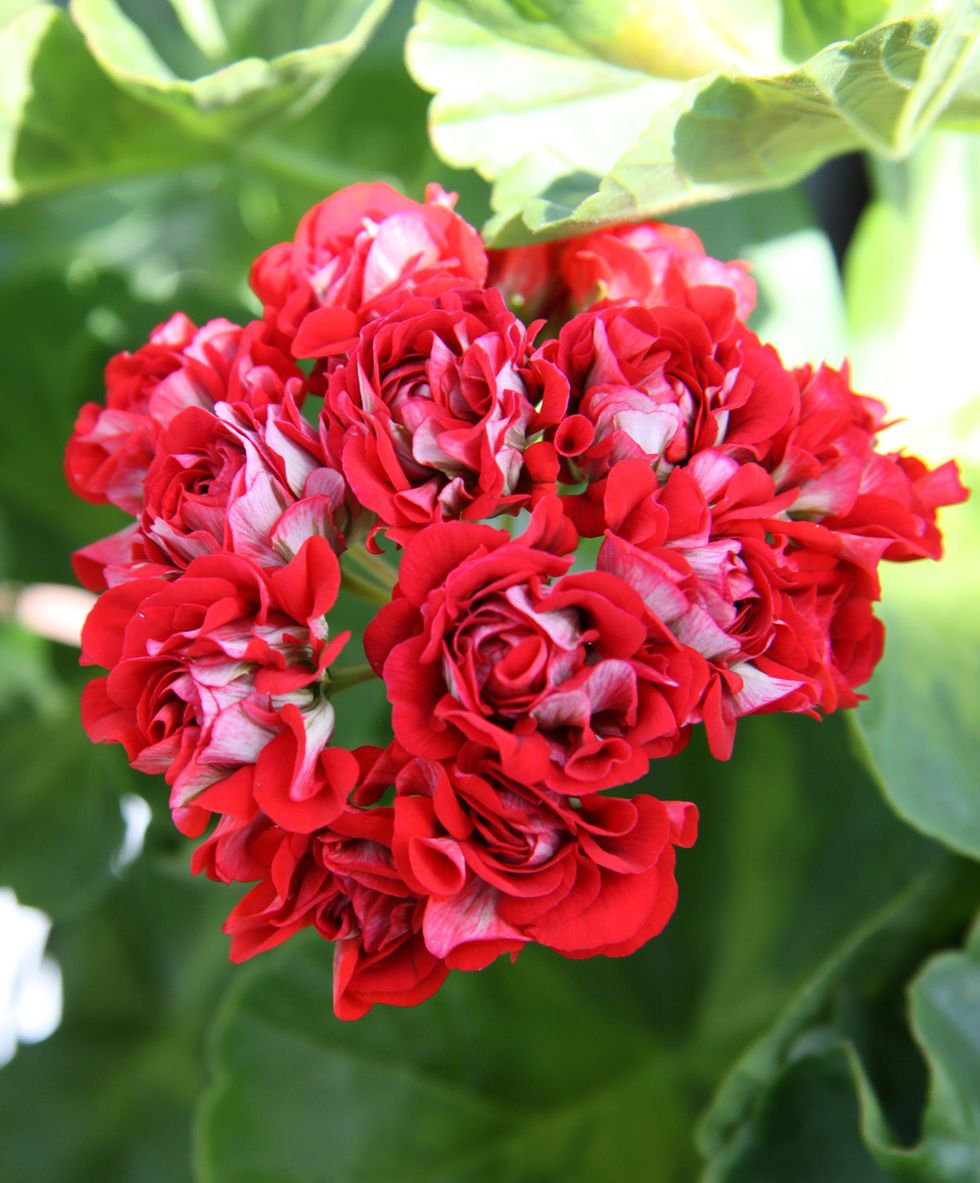 Pelargonlycka – 10 fantastiska favoriter