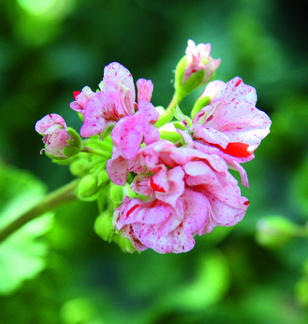 Pelargonlycka – 10 fantastiska favoriter