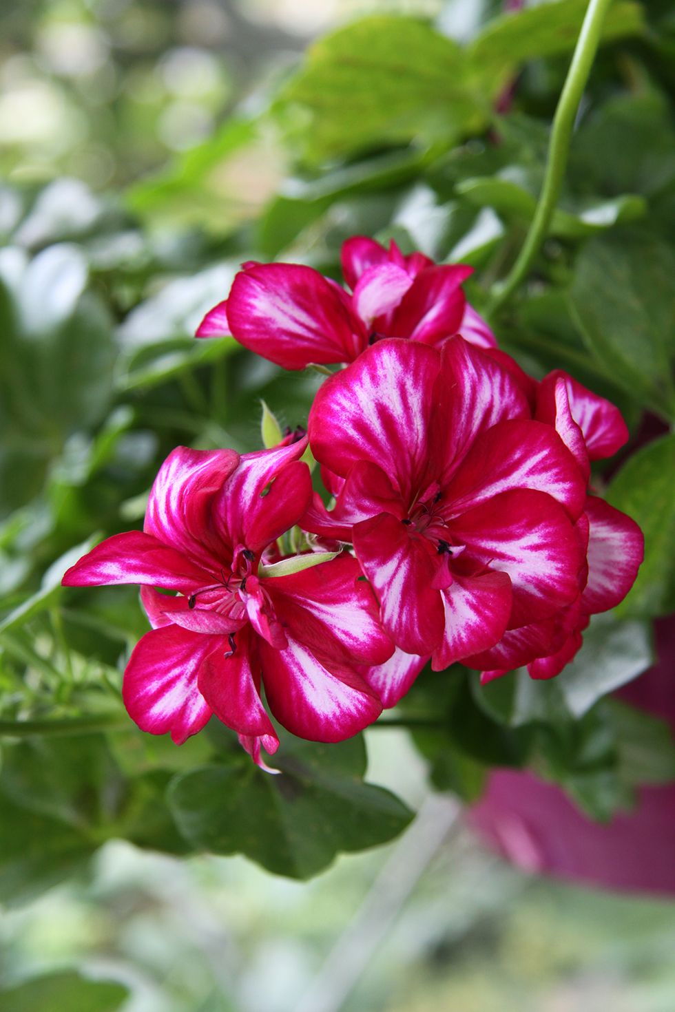 Pelargonlycka – 10 fantastiska favoriter