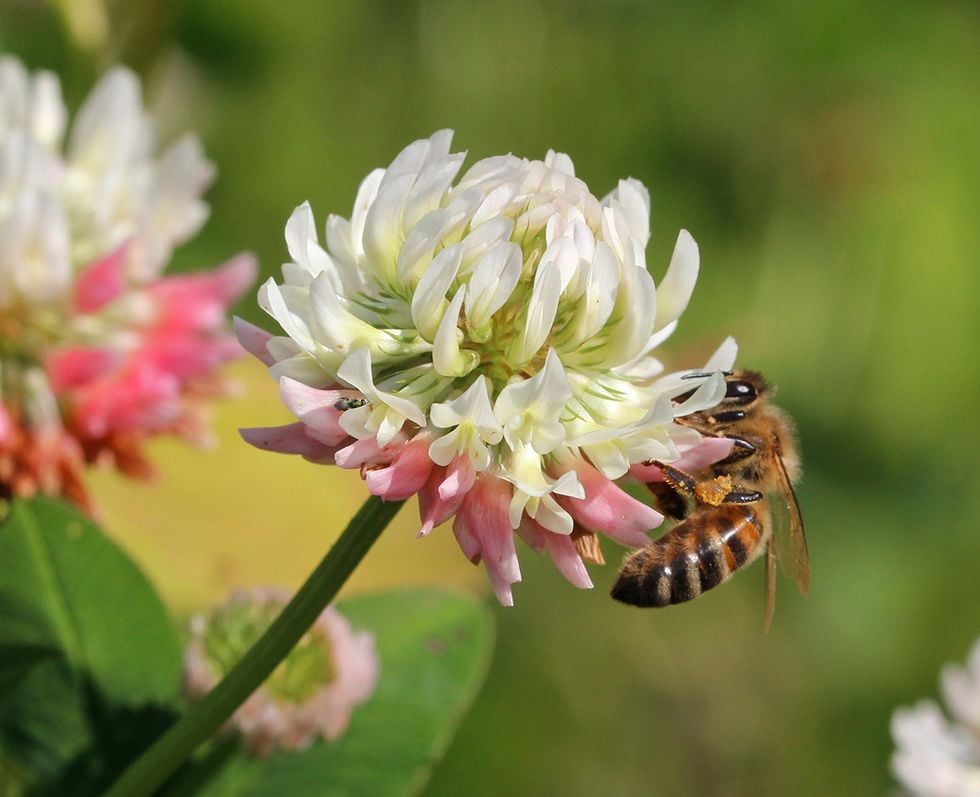 Några tips till dig som vill odla för insekter