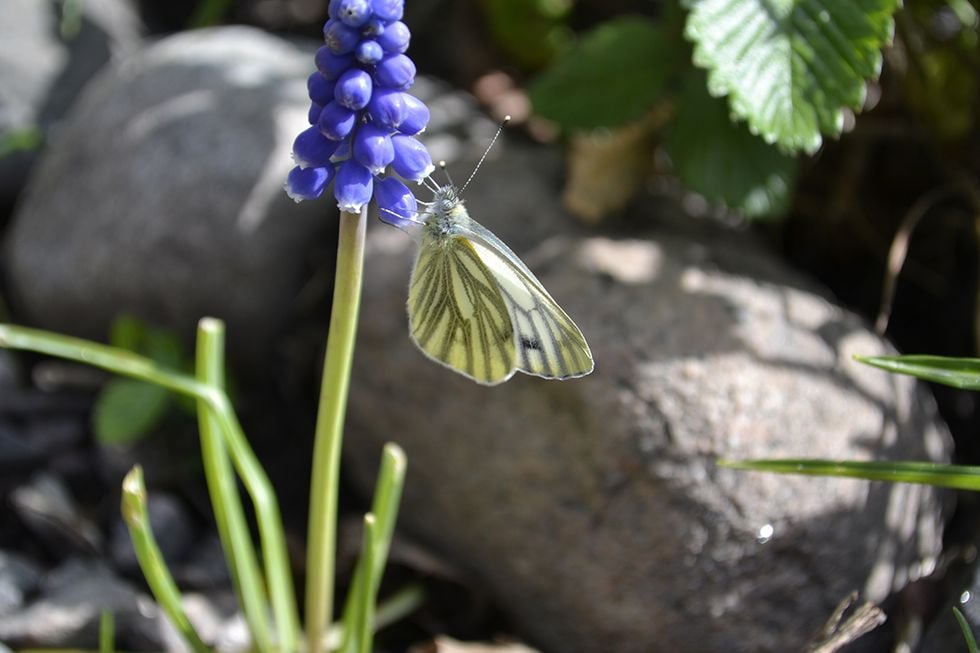 Några tips till dig som vill odla för insekter