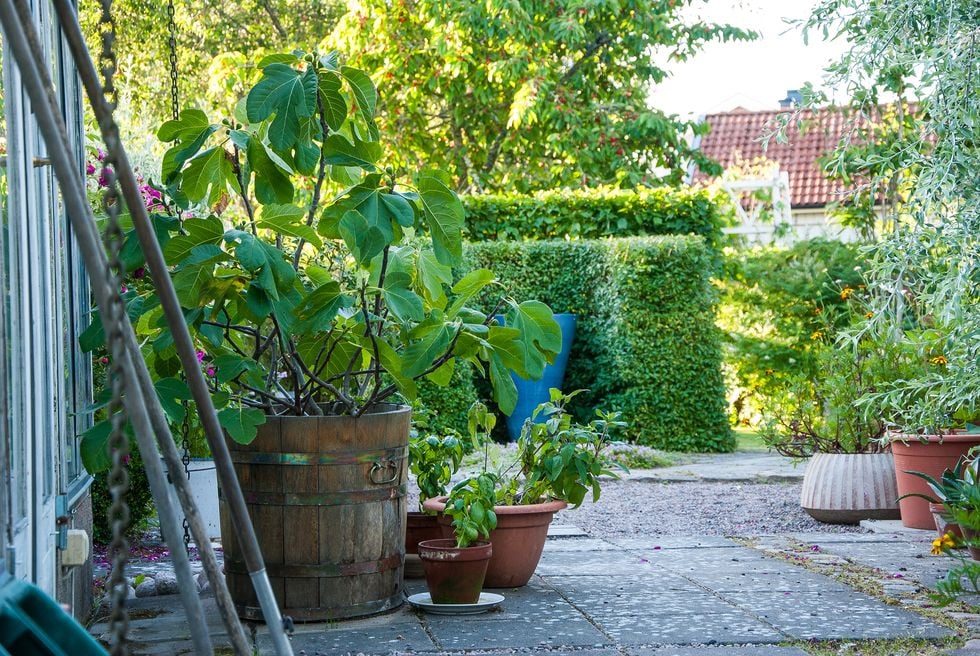 Blomsterprakt, pool, grönska, växthus - här är trädgården att drömma om!