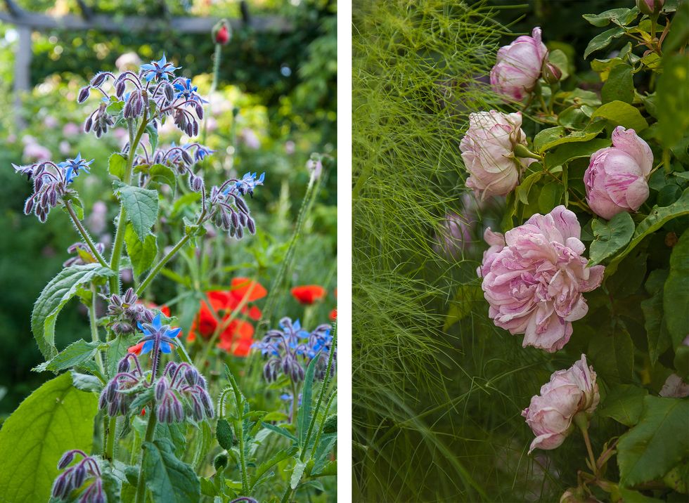 Blomsterprakt, pool, grönska, växthus - här är trädgården att drömma om!