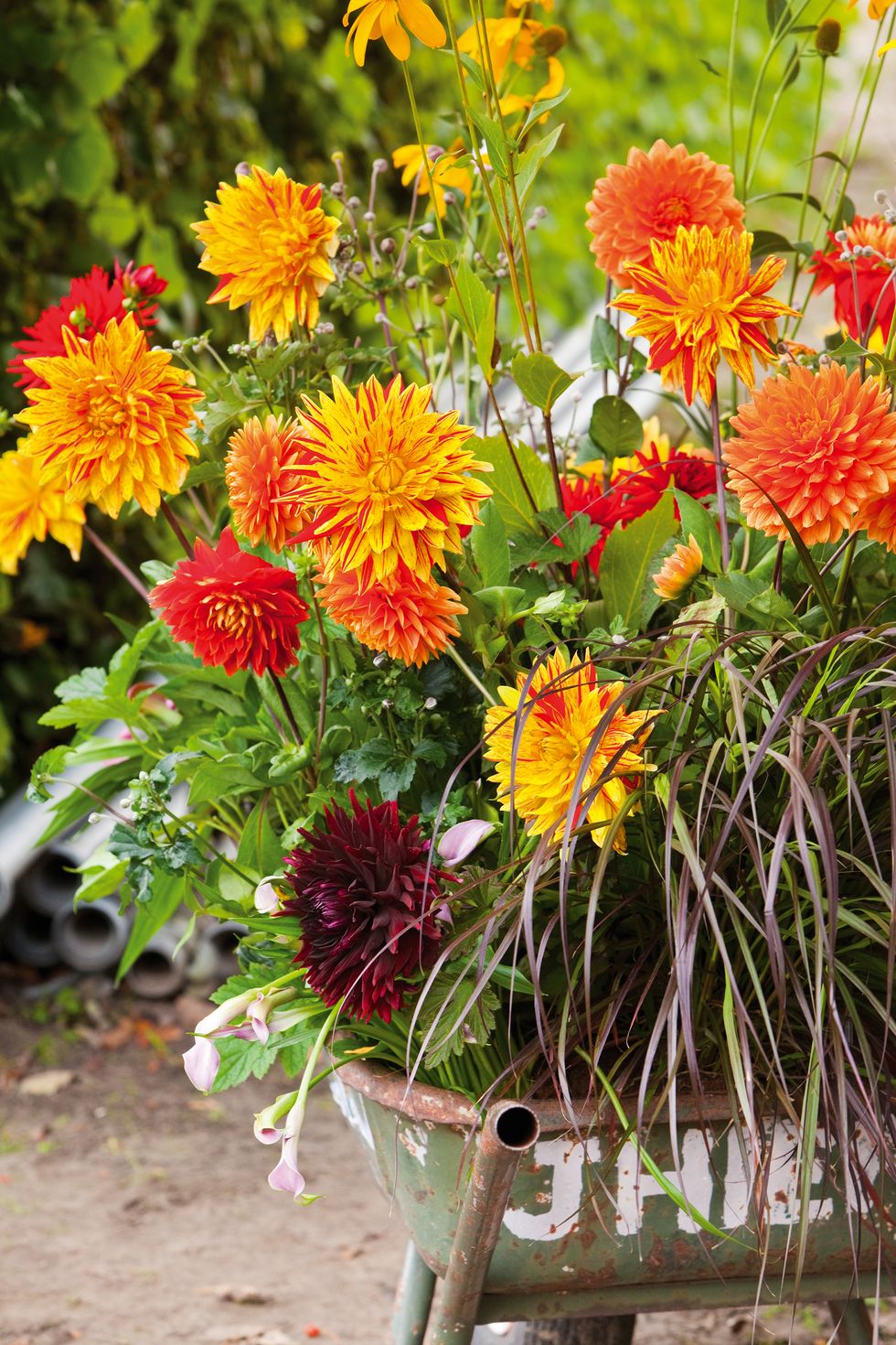 Dags för dahlian - här är de bästa tipsen för fantastisk blomprakt i sommar!