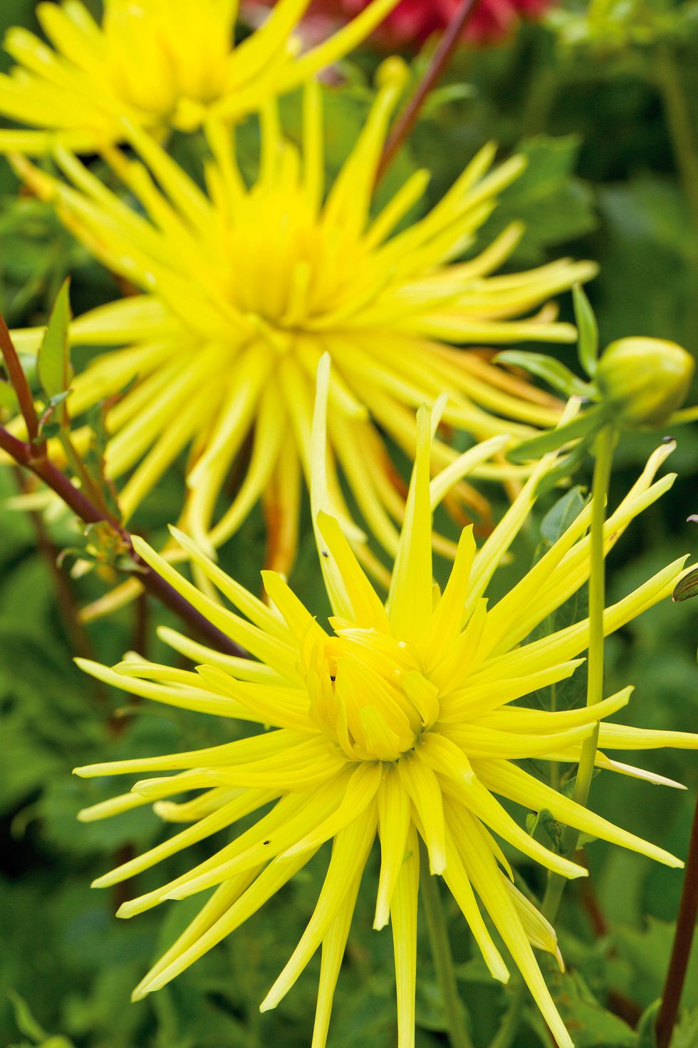 Dags för dahlian - här är de bästa tipsen för fantastisk blomprakt i sommar!