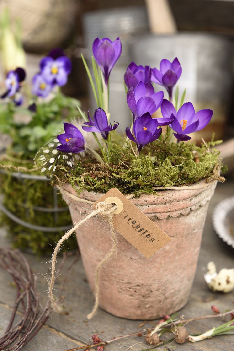 Smygstarta våren med säsongens tidiga blommor!