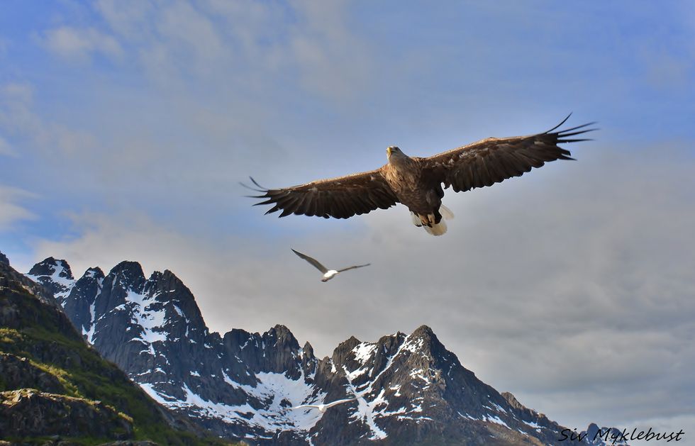 Upplev Lofoten och svenska Lappland!