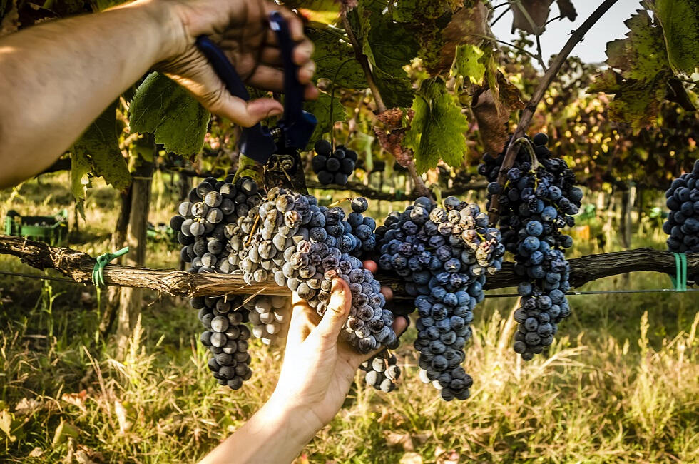 AVSLUTAD RESA: Upplev Piemonte – med vinprovning och tryffeljakt!