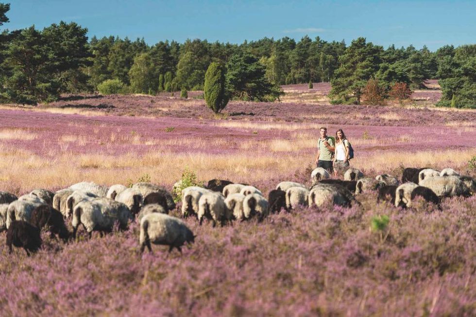 Roadtrip: Gastronomiska upplevelser och vacker natur i Niedersachsen och Bremen