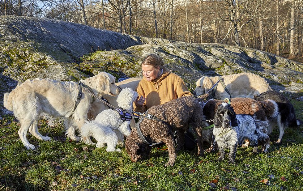 Pernilla är professionell hundjoggare: ”Jag får jobba  med det jag  älskar mest”