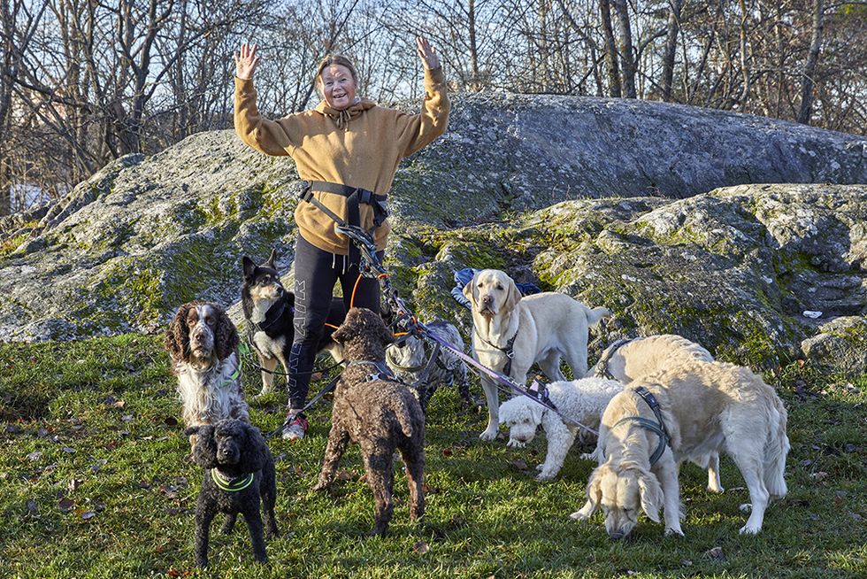 Pernilla är professionell hundjoggare: ”Jag får jobba  med det jag  älskar mest”