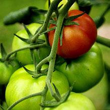 Guide: Så odlar du tomaterna själv - enkelt och gott