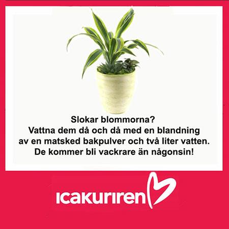 Icakurirens vardagstips