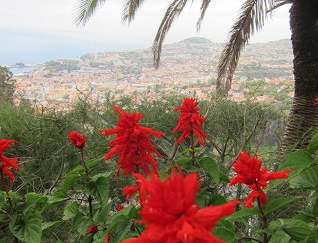 Läsarresa till Madeira - bildspecial