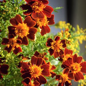 Solsäkra din rabatt med tagetes