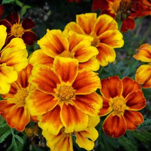 Solsäkra din rabatt med tagetes