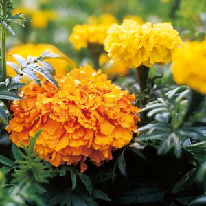 Solsäkra din rabatt med tagetes