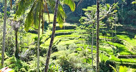 Bali - Indonesiens pärla