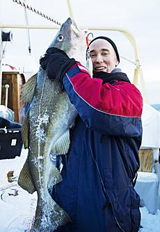 Fiska skrei i norska Lofoten