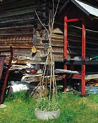 Lappland in på knuten