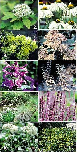Guld och glöd i blomsterrabatten